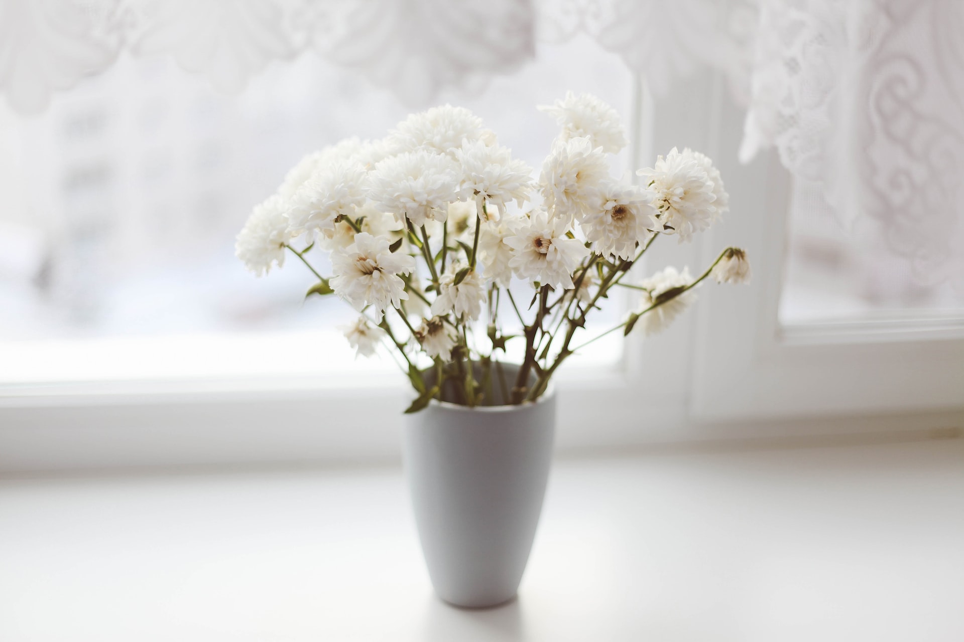 white petaled flower in vase